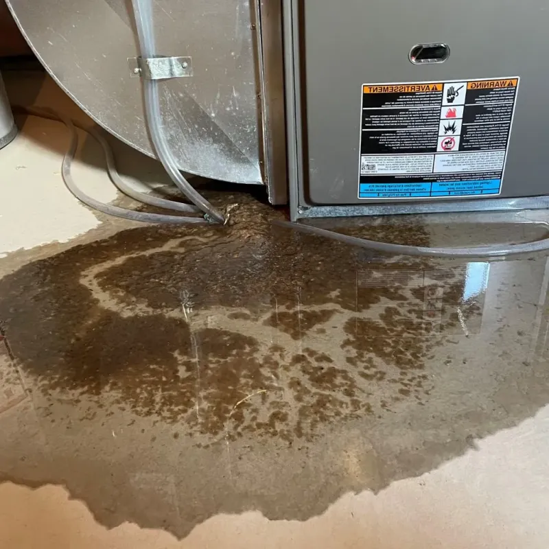 Pipe Burst and Leak Restoration in DeWitt, MI