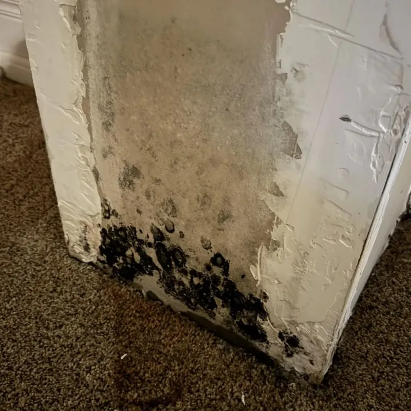Professional Mold Removal in DeWitt, MI